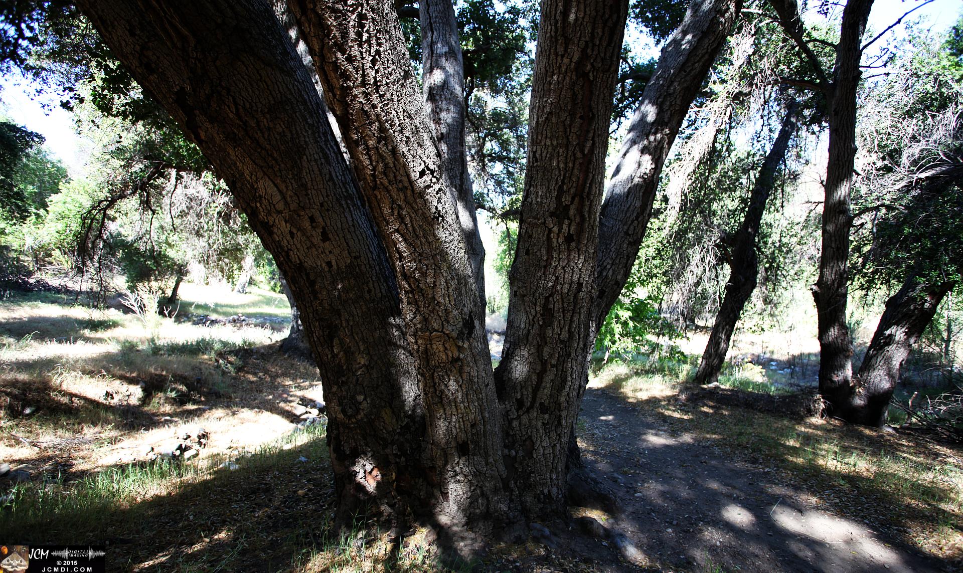 Whitney Canyon Hike 7 trunk oak (dry pool)